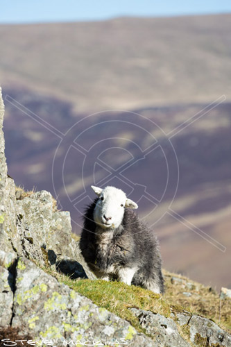 Barbon Herdwick