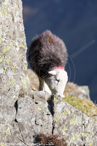 Bleaberry Fell Field Herdwick