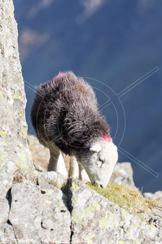 Caldbeck Field Herdwick Ewe