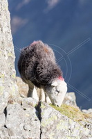 Herdwick, Herdwick Sheep Sketch, Herdwick Sheep Oil Pastels, Herdy Sketch, Herdwick Sheep Prints, Lakeland Herdy Artworks, Herdy Wall Art, Herdwick Sheep Oil Painting, Mixed-Media Herdy Art, Herdwick Sheep Oil Painting, Herdwick Wall Art, Herdy Ewe, Herdwick Sheep Art Studio, Herdy, Herdy Sheep Artist, Herdwick, Herdwick Artwork, Herdwick Sheep, Herdwick Drawings, Lakeland Sheep, Herdy Art, Herdy Sketches, Herdies, Herdwick Sheep Acrylic Paintings, Ainstable, Skiddaw Little Man, Esk Pike, Sale Fell, Brigsteer, Millbeck (Keswick), Brown Pike, Broom Fell, Aikton, Illgill Head, Workington, Waterh
