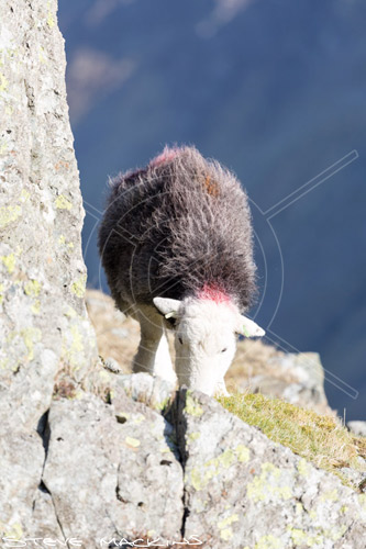 Harter Fell, Mardale Farm Herdwick Sheep