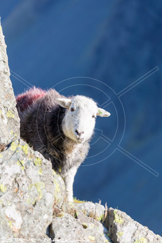 Rowrah Herdwick