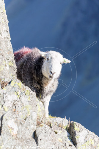 Lorton (High and Low) Valley Herdwick Ewe