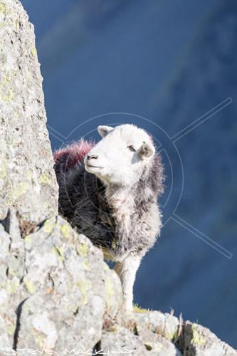 Renwick Farm Herdwick Ewe - Lake District Sheep Photo - Art Prints Renwick Farm Herdwick Ewe