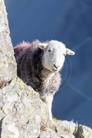 Herdwick Sheep Oil Painting, Herdwick Sheep Oil Pastels, Herdwick Wall Art, Herdwick Sheep Prints, Herdwick Sheep Art, Herdwick Sheep Oil Painting, Herdy Art, Mixed-Media Herdy Art, Herdy, Herdy Sketch, Herdwick Sheep, Herdy Sketches, Herdy Sheep Artist, Lakeland Herdy Artworks, Herdwick, Herdwick Drawings, Herdies, Herdy Wall Art, Herdwick Sheep Sketch, Herdwick Artwork, Herdwick Sheep Art Studio, Herdwick Sheep Acrylic Paintings, Lakeland Sheep, Herdy Ewe, Parton, Crosby (Maryport), Martindale, Westnewton, Silloth, Vickerstown, Birkhouse Moor, Bromfield, Hartsop above How, Dalton-in-Furness,