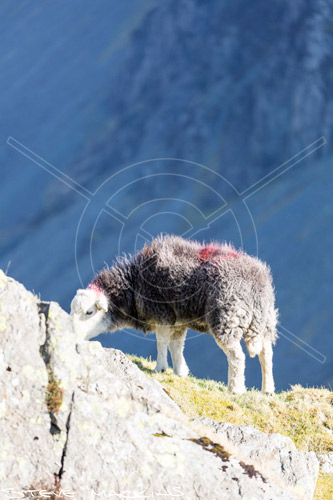 Carlisle Field Herdwick Ewe