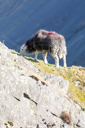 Great Carrs Herdwick Sheep