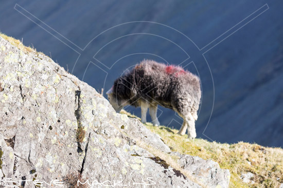Lonscale Fell Herdwick Ewe