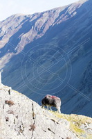 Herdwick, Herdwick Sheep Oil Painting, Herdwick Artwork, Lakeland Herdy Artworks, Herdwick Sheep Art Studio, Herdy Art, Herdy, Herdy Sketches, Herdy Ewe, Herdwick Sheep Prints, Herdwick Drawings, Herdy Sketch, Herdwick Wall Art, Herdy Sheep Artist, Mixed-Media Herdy Art, Herdwick, Herdwick Sheep, Lakeland Sheep, Herdwick Sheep Oil Painting, Herdwick Sheep Oil Pastels, Herdy Wall Art, Herdwick Sheep Art, Herdies, Herdwick Sheep Sketch, Hopegill Head, Little Strickland, Ravenglass, Causey Pike, Loft Crag, Gilsland, Ling Fell, Great Strickland, Rowrah, Starling Dodd, Salkeld Dykes, Saint Sunday C