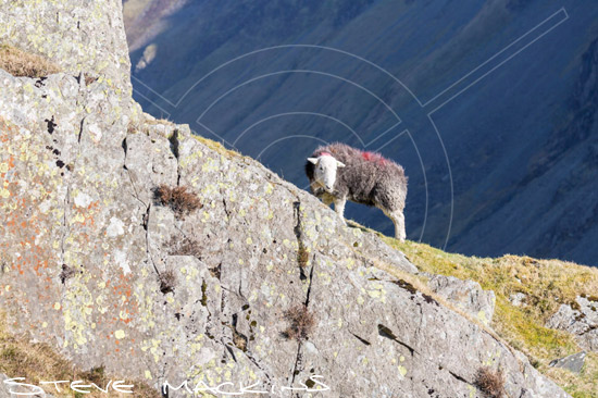 Blackford Field Herdwick Ewe