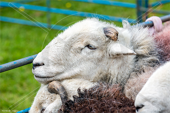 Hayton (Aspatria) Field Herdwick Ewe