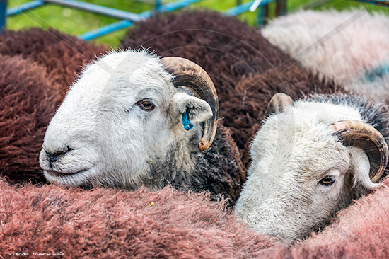 Appleby-in-Westmorland Farm Herdwick Sheep