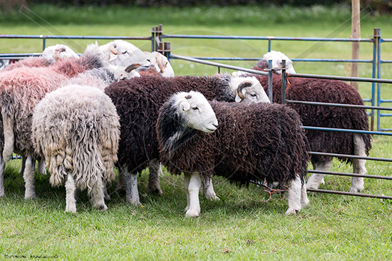 Seat Sandal Field Herdwick Ewe