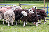 Herdy, Herdwick, Herdwick, Lakeland Sheep, Herdy Sketch, Herdy Sketches, Herdwick Sheep Oil Pastels, Lakeland Herdy Artworks, Herdy Art, Herdwick Sheep Prints, Herdwick Sheep Oil Painting, Herdwick Artwork, Herdy Sheep Artist, Herdwick Sheep, Herdwick Sheep Acrylic Paintings, Herdwick Drawings, Herdies, Herdy Wall Art, Herdwick Sheep Art Studio, Mixed-Media Herdy Art, Herdy Ewe, Herdwick Wall Art, Herdwick Sheep Art, Herdwick Sheep Oil Painting, Plumbland, Buck Pike, Rosthwaite Fell, Armboth Fell, Great Asby, Rowrah, Silver How, Tirril, Parsonby, Great Rigg, Drybeck, Birkhouse Moor, Arnison Cr