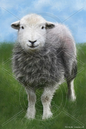 Lakeland Herdwick