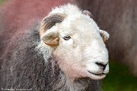 Mixed-Media Herdy Art, Herdwick Sheep Art Studio, Herdy Ewe, Herdwick Sheep Art, Herdy Sketch, Herdy Sketches, Herdwick Sheep Prints, Lakeland Sheep, Herdy Art, Herdwick Sheep Oil Painting, Herdy Sheep Artist, Herdwick Sheep Acrylic Paintings, Herdwick Wall Art, Herdy Wall Art, Herdwick Sheep, Lakeland Herdy Artworks, Herdies, Herdwick, Herdwick, Herdy, Herdwick Sheep Oil Pastels, Herdwick Sheep Oil Painting, Herdwick Sheep Sketch, Herdwick Artwork, Place Fell, Garrigill, Blencogo, Great Salkeld, Brae Fell, Finsthwaite, Slate Fell, Tebay, Bothel, Maryport, Birker Fell, Broughton Mills,  Lake D