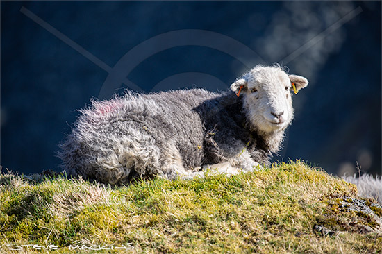 Steeple Herdwick