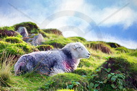 Lakeland Sheep, Herdies, Herdwick Drawings, Herdy, Lakeland Herdy Artworks, Herdwick Artwork, Herdwick, Herdy Art, Herdwick Sheep Oil Painting, Herdy Wall Art, Herdwick Sheep Oil Painting, Herdwick Sheep Sketch, Herdwick Sheep, Herdwick Sheep Acrylic Paintings, Herdy Sketch, Herdwick Sheep Prints, Herdwick Sheep Oil Pastels, Herdwick Wall Art, Herdy Ewe, Herdwick Sheep Art, Herdy Sketches, Herdy Sheep Artist, Herdwick Sheep Art Studio, Herdwick, Renwick, Steeple, Scotby, Oxenholme, Ullock Pike, Rydal, Rottington, Roa Island, Great Borne, Knock, Seascale, Nethermost Pike, Old Hutton, Mellbreak,