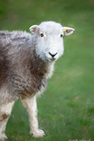 Herdies, Lakeland Sheep, Herdwick, Herdwick Sheep Oil Painting, Herdwick Sheep Acrylic Paintings, Lakeland Herdy Artworks, Herdy Sketch, Herdy Art, Herdwick, Herdwick Wall Art, Herdwick Sheep Art Studio, Herdwick Sheep Prints, Herdwick Sheep Sketch, Herdy Ewe, Herdwick Sheep, Herdwick Sheep Oil Pastels, Herdwick Artwork, Herdwick Sheep Art, Herdwick Drawings, Herdwick Sheep Oil Painting, Herdy Wall Art, Herdy Sketches, Herdy, Herdy Sheep Artist, Barbon, Rockcliffe, Gray Crag, Burton-in-Kendal, Westnewton, Barf, Hayton (Brampton), Patterdale, Renwick, Maulds Meaburn, Warwick Bridge, Wandope, Mi