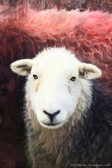 Lowfell Herdwick