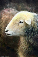 Herdwick Sheep Prints, Herdwick Sheep Oil Pastels, Herdy Wall Art, Herdwick, Herdwick, Herdwick Sheep Art Studio, Herdy Sketches, Herdwick Sheep Oil Painting, Herdy Sheep Artist, Lakeland Herdy Artworks, Herdy Sketch, Herdwick Sheep Art, Herdwick Wall Art, Herdwick Sheep Oil Painting, Herdy Ewe, Mixed-Media Herdy Art, Herdwick Artwork, Lakeland Sheep, Herdwick Drawings, Herdies, Herdwick Sheep, Herdy, Herdwick Sheep Sketch, Herdwick Sheep Acrylic Paintings, Parton, Froswick, Portinscale, Great Mell Fell, Durdar, Whiteless Pike, Swirl How, Stone Arthur, Parsonby, Blencogo, Grike, Tarn Crag (Eas
