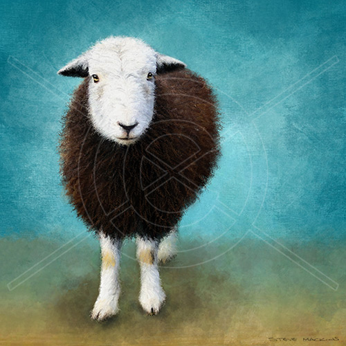 Stonethwaite Farm Herdwick