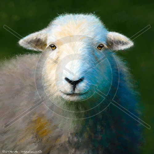 Cumbria Herdwick