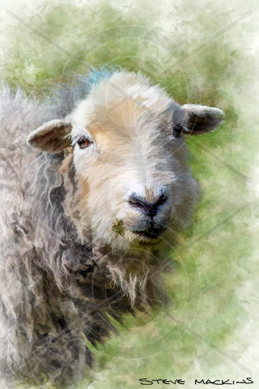 Borrowdale Farm Herdwick