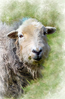Herdwick Sheep Prints, Mixed-Media Herdy Art, Herdy, Herdwick Sheep Art, Herdwick Artwork, Herdwick Sheep Oil Painting, Herdy Ewe, Lakeland Herdy Artworks, Herdwick Wall Art, Herdy Sheep Artist, Herdwick Sheep Oil Pastels, Herdwick Sheep Sketch, Herdwick, Herdy Art, Herdwick Sheep Acrylic Paintings, Herdwick, Herdy Wall Art, Herdwick Sheep Oil Painting, Lakeland Sheep, Herdwick Drawings, Herdy Sketches, Herdy Sketch, Herdwick Sheep Art Studio, Herdies, Beaumont, Lake District, Dalston, Hartsop Dodd, Crosthwaite, Calder Bridge, Hilton, Crook, Clappersgate, Long Marton, Broughton Beck, Shap, Har
