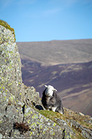 Hesket Newmarket, Blencathra, Herdwick Artwork, Herdy Sketch, Catstycam, Sallows, Ings, Mixed-Media Herdy Art, Herdwick, Ard Crags, Loughrigg Fell, Raise, Great Borne, Colton, Rampsgill Head, Meal Fell, Colby, Herdies, Newlands (Keswick), Low Pike, Herdwick Sheep Art, Broughton Mills, Langwathby, Lakeland Sheep, Herdwick Sheep Oil Pastels, Herdy, High Tove, Latrigg, Brougham,  Lake District, Cumbria.