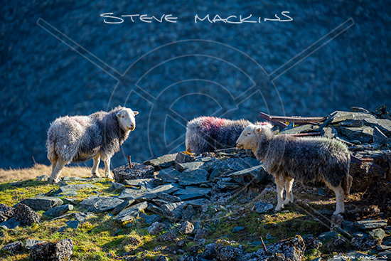 Mellbreak Farm Herdwick