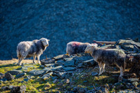 Barrows Green, Long Side, Herdies, Pavey Ark, Lakeland Sheep, Herdy Ewe, Herdwick Sheep Art, Herdy Sketches, Dale Head, Bootle, Low Hesket, Witherslack, Herdy Sheep Artist, Whicham, Middleton, Lingmell, Low Pike, Herdy Wall Art, Holme, Raughton Head, Grisedale Pike, Seatallan, Hart Crag, Branstree, Froswick, Herdy Art, Bowness-on-Windermere, Herdwick, Newton Arlosh,  Lake District, Cumbria.