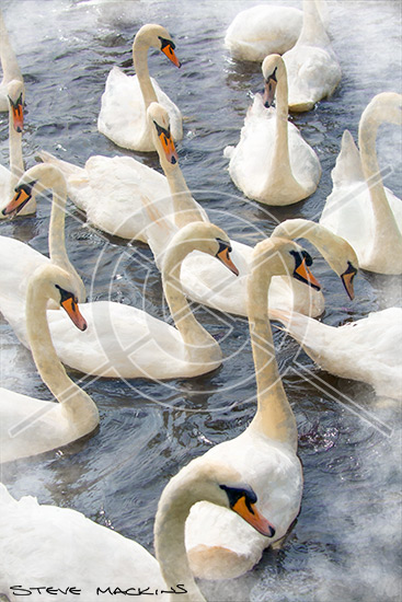 Swans