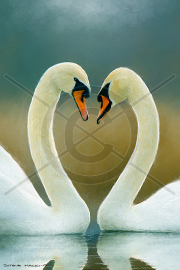 Love Swans - Bird Art - Lake District Herdwick Sheep, Wildlife & Landscape Prints Love Swans