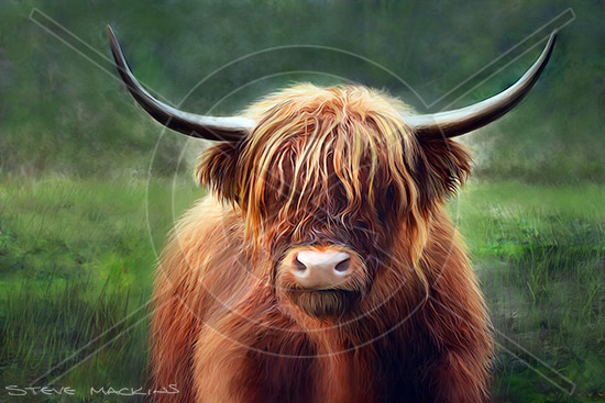 Highland Cow V