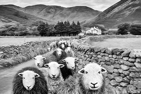 Wasdale Head Herdwick Flock B+W