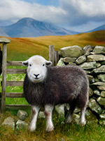 Herdwick Sheep Oil Pastels, Herdy Sketch, Herdwick Wall Art, Lakeland Herdy Artworks, Herdy, Herdwick, Herdwick Sheep Sketch, Herdwick Sheep Prints, Herdy Ewe, Herdwick Drawings, Herdwick Artwork, Herdwick Sheep Acrylic Paintings, Herdwick Sheep Art Studio, Herdwick Sheep Art, Herdy Art, Herdwick Sheep Oil Painting, Herdy Wall Art, Mixed-Media Herdy Art, Herdwick Sheep, Herdy Sheep Artist, Lakeland Sheep, Herdy Sketches, Herdies, Herdwick, Buck Pike, Burnbank Fell, Broughton, Mardale Ill Bell, Little Mell Fell, Causey Pike, Yewbarrow, Ravenstonedale, Great Corby, Red Pike (Wasdale), High Stile