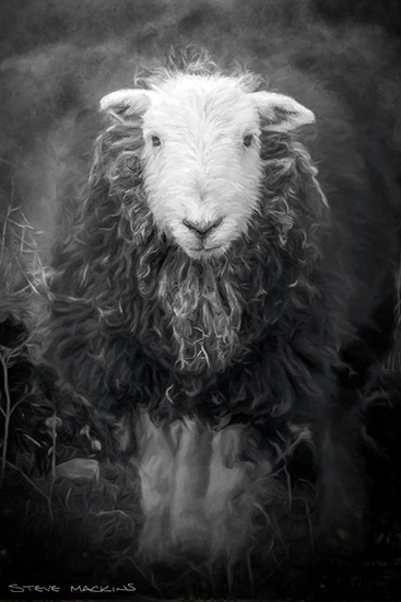 Herdwick Charcoal Sketch
