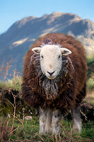 Herdwick Sheep Oil Painting, Herdy Art, Herdwick, Herdy Wall Art, Lakeland Sheep, Herdy Sketch, Herdwick Drawings, Herdwick Sheep Acrylic Paintings, Mixed-Media Herdy Art, Herdies, Herdwick Sheep Oil Painting, Herdwick Sheep Oil Pastels, Herdwick Artwork, Herdwick Sheep, Herdy Ewe, Herdy Sketches, Herdwick Sheep Art Studio, Herdwick Wall Art, Herdwick Sheep Prints, Herdwick, Herdy, Herdwick Sheep Sketch, Herdwick Sheep Art, Herdy Sheep Artist, Hartsop, Abbeytown, Bonscale Pike, Staveley (Kendal), Carlisle, Great Strickland, Askam in Furness, Broughton Mills, Raven Crag, Castle Carrock, Great C