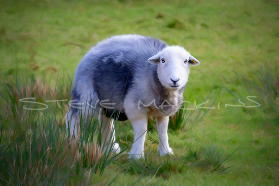 Lorton Valley Herdwick - Herdwick Sheep Art - Art Prints Lorton Valley Herdwick
