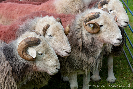 Dent Valley Herdwick