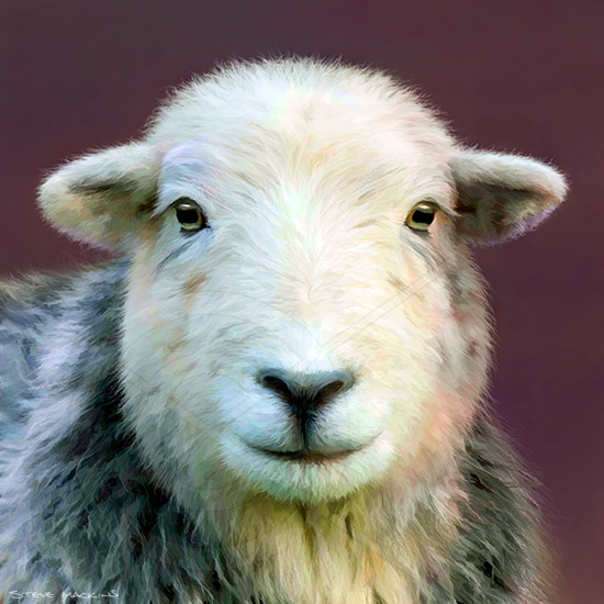 Rannerdale Herdwick Ewe