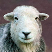 Herdwick Sheep Prints, Herdy Ewe, Herdwick, Herdwick Drawings, Herdy Sheep Artist, Mixed-Media Herdy Art, Herdwick Sheep Acrylic Paintings, Lakeland Herdy Artworks, Herdy Wall Art, Herdies, Herdy Art, Herdwick Artwork, Lakeland Sheep, Herdwick Sheep Oil Pastels, Herdwick Sheep Art Studio, Herdwick Sheep Sketch, Herdwick Wall Art, Herdy Sketch, Herdwick, Herdwick Sheep, Herdwick Sheep Oil Painting, Herdy, Herdy Sketches, Herdwick Sheep Art, Wandope, New Hutton, Illgill Head, Dean, Holmrook, Ravenstonedale, Loadpot Hill, Shipman Knotts, Broom Fell, Old Hutton, Kirk Fell, Hartsop above How, Colby