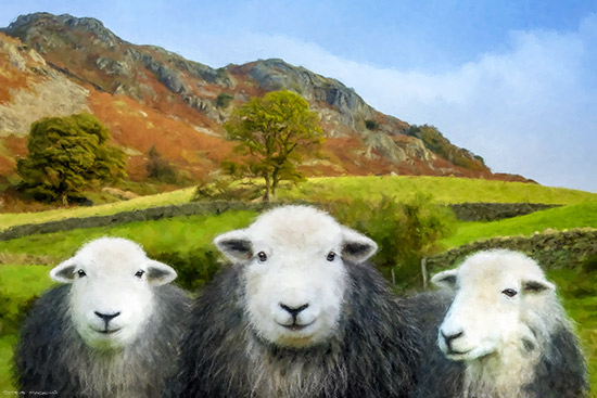 Langdale Herdies 