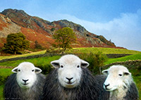 Herdwick Sheep Prints, Herdy Sketch, Herdwick Sheep Art, Herdy Wall Art, Herdy Sheep Artist, Herdwick Artwork, Lakeland Herdy Artworks, Herdy, Herdwick Sheep Acrylic Paintings, Herdy Art, Herdwick Sheep, Mixed-Media Herdy Art, Lakeland Sheep, Herdwick Sheep Oil Painting, Herdwick Sheep Oil Pastels, Herdwick Sheep Oil Painting, Herdies, Herdwick, Herdwick Sheep Art Studio, Herdy Sketches, Herdwick Wall Art, Herdwick, Herdwick Drawings, Herdy Ewe, Crosscanonby, Great Strickland, Nateby, Muncaster Fell, Rydal, Birker Fell, Cumrew, Bowness-on-Solway, Kirkby Thore, Grange Fell, Staveley (Kendal), M