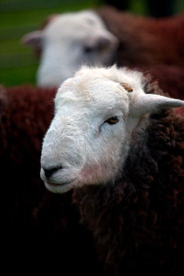 Ackenthwaite Lakeland Sheep