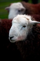 Winster, Low Hesket, Grange Fell, Orthwaite, Herdy, Branstree, Grayrigg, Penruddock, Herdwick Wall Art, Herdwick Sheep Oil Pastels, Lakeland Herdy Artworks, Crosby-on-Eden, Mixed-Media Herdy Art, High Rigg, Herdwick Sheep Acrylic Paintings, Herdy Sketches, Herdy Wall Art, Wreay (Carlisle), Eel Crag (Crag Hill), Herdy Ewe, Fairfield, Dow Crag, Haycock, Herdwick Sheep Art, Kirkcambeck, Rampsgill Head, Corney, Dearham, Herdwick Artwork, Stone Arthur, Outerside, Sedbergh, Ullscarf,  Lake District, Cumbria.