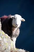 Herdwick, Bampton, Herdy Sketch, Kirk Fell, Herdwick Drawings, Herdies, Whiteless Pike, Branstree, Great Crosthwaite, Mungrisdale Common, Bardsea, Threlkeld, Garsdale, Thursby, Herdwick Sheep Oil Painting, Thunacar Knott, Ousby, Castle Crag, Waterhead, Wetheral, Herdwick, Steel Knotts, Herdwick Sheep Prints, Graystones, Greysouthen, Corney, Lakeland Sheep,  Lake District, Cumbria.