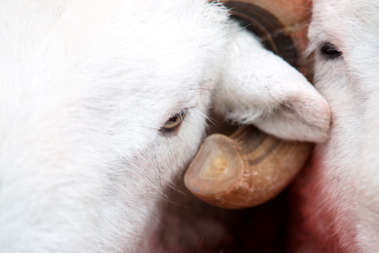 Croglin Farm Herdwick