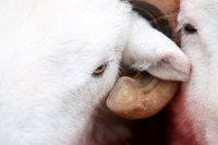 Caw Fell, Herdwick Art Studio, Herdwick Sheep, Farlam, Herdies, Roosebeck, Herdwick, Glaramara, Herdwick Sheep Sketch, Uldale, Hart Crag, Carl Side, Santon Bridge, Steel Fell, Herdwick Artwork, Morland, Green Crag, Herdwick Art, Pike of Stickle, Herdwick Sheep Art, Green Gable, Herdwick Sketches, Milburn, Cumwhitton, Harrington, Isle of Walney,  Lake District, Cumbria.